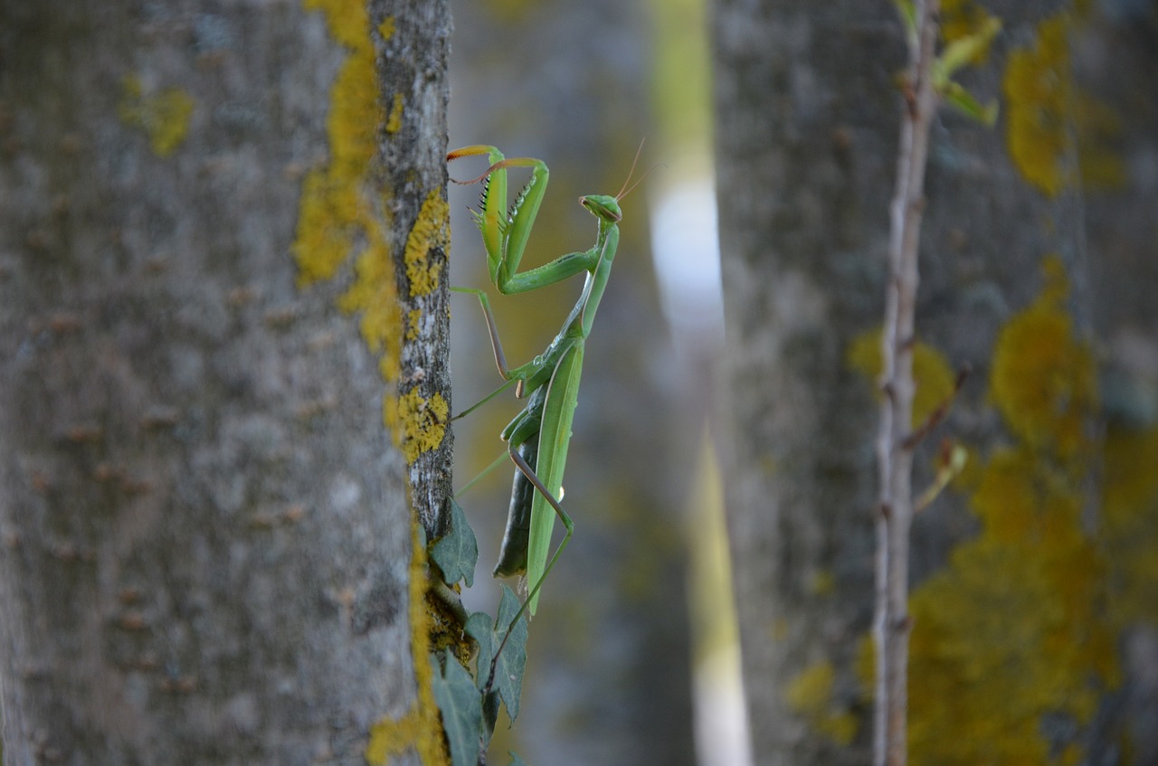 praying mantis insect green free photo