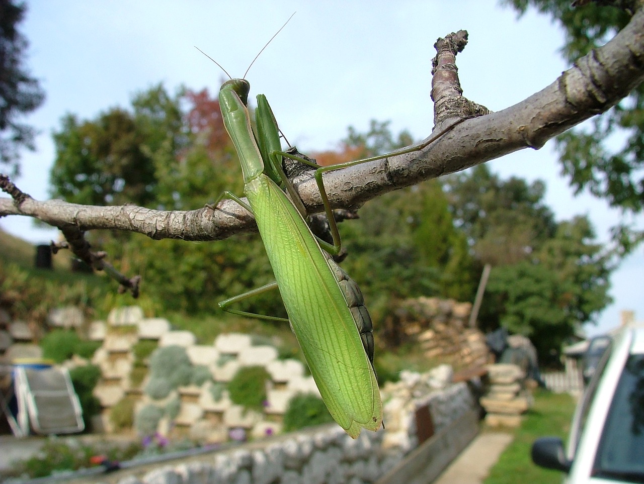 praying mantis beetle mantis free photo