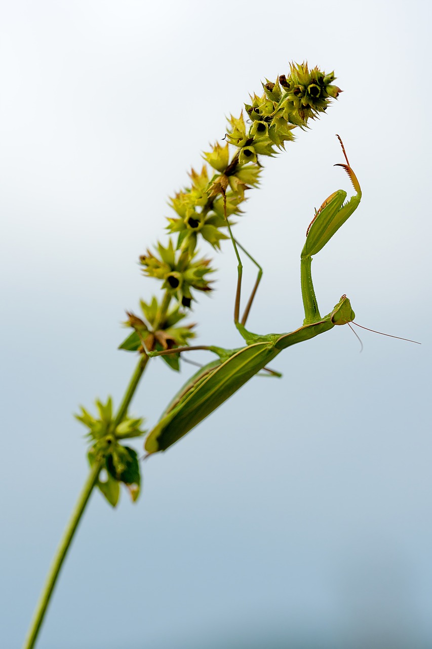 praying mantis insect macro free photo