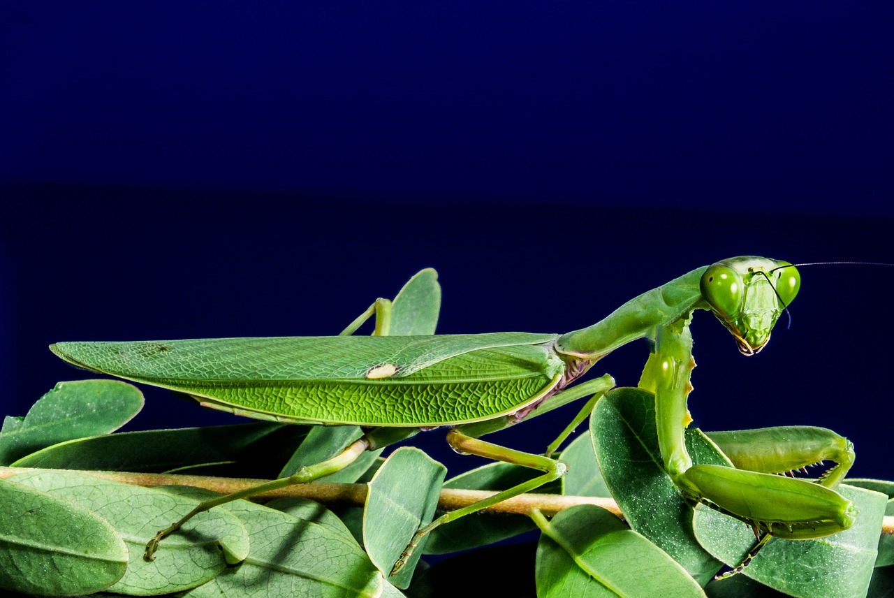 praying mantis fishing locust green free photo