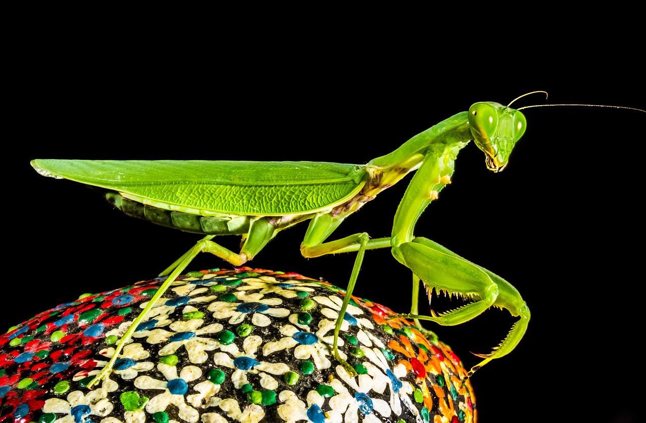 praying mantis fishing locust green free photo