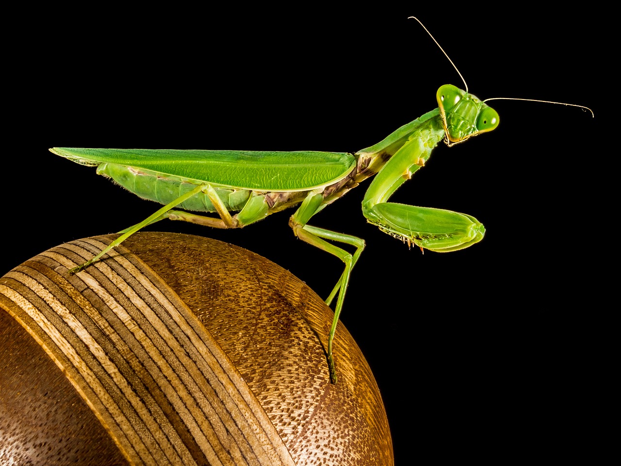 praying mantis fishing locust green free photo