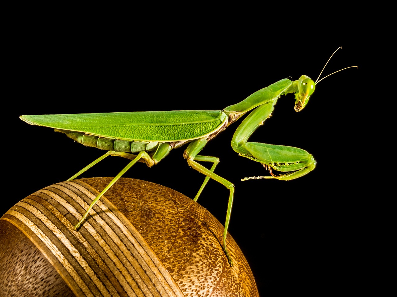 praying mantis fishing locust green free photo