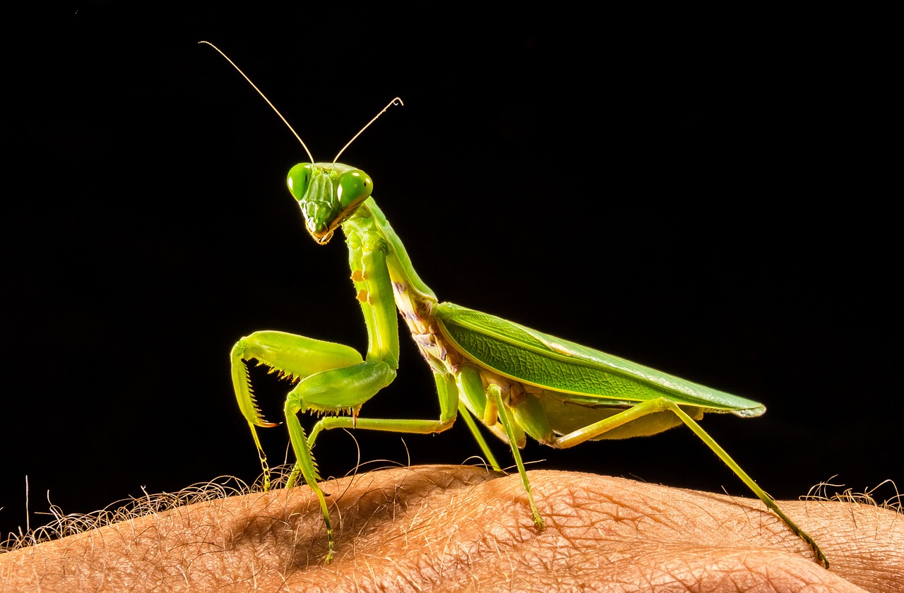 praying mantis fishing locust green free photo