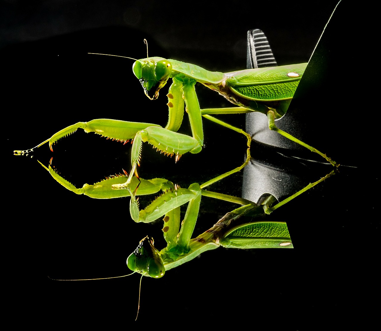 praying mantis fishing locust green free photo