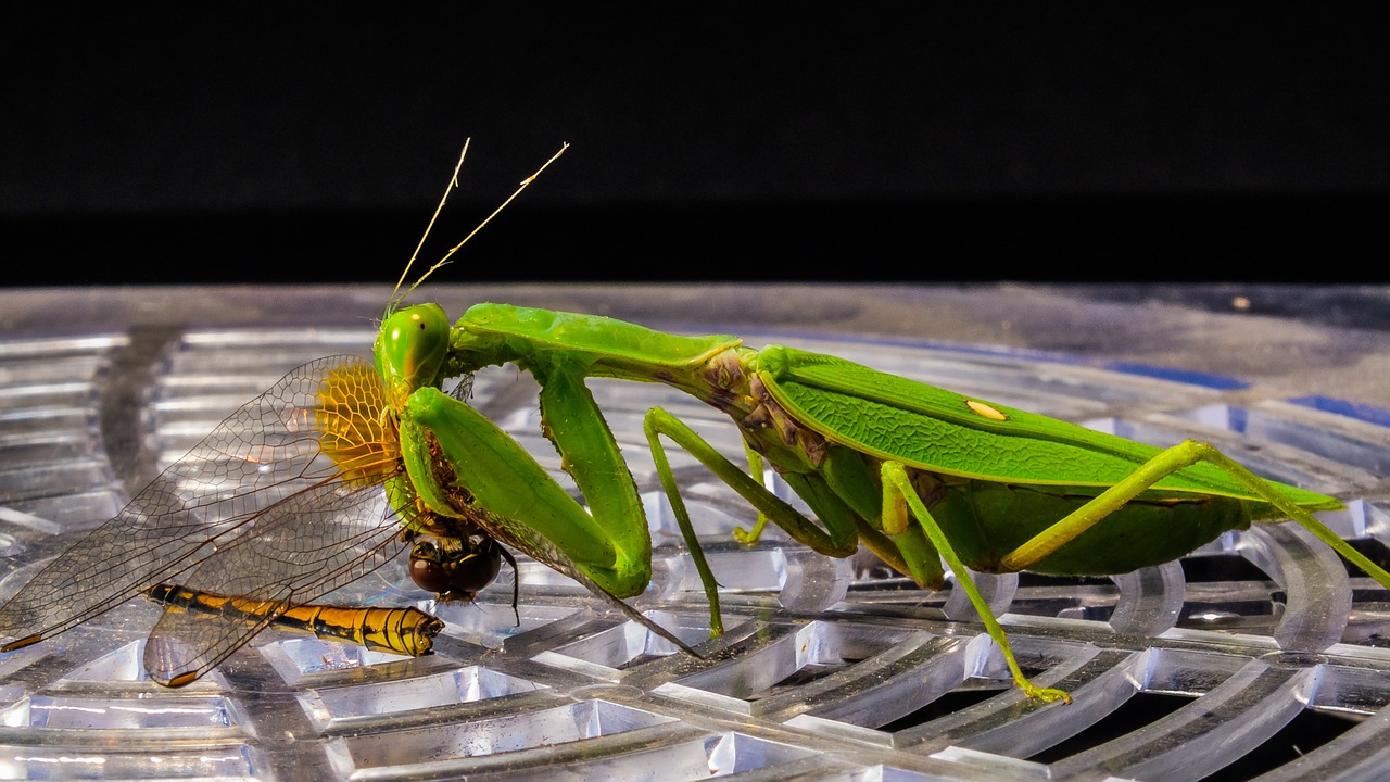 praying mantis fishing locust dragonfly free photo