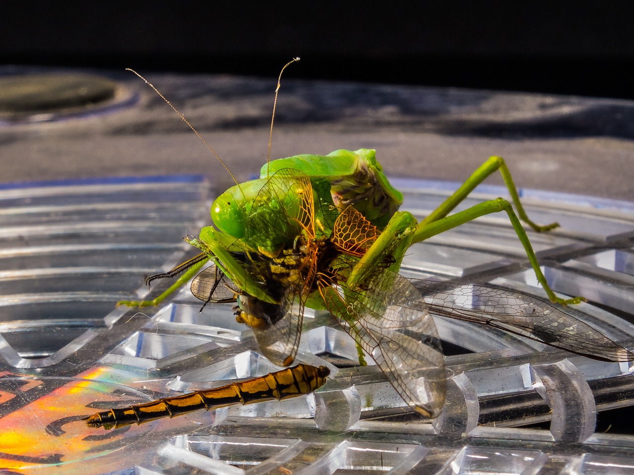 praying mantis fishing locust dragonfly free photo