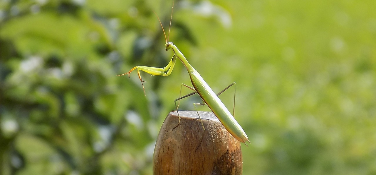 praying mantis animal nature free photo