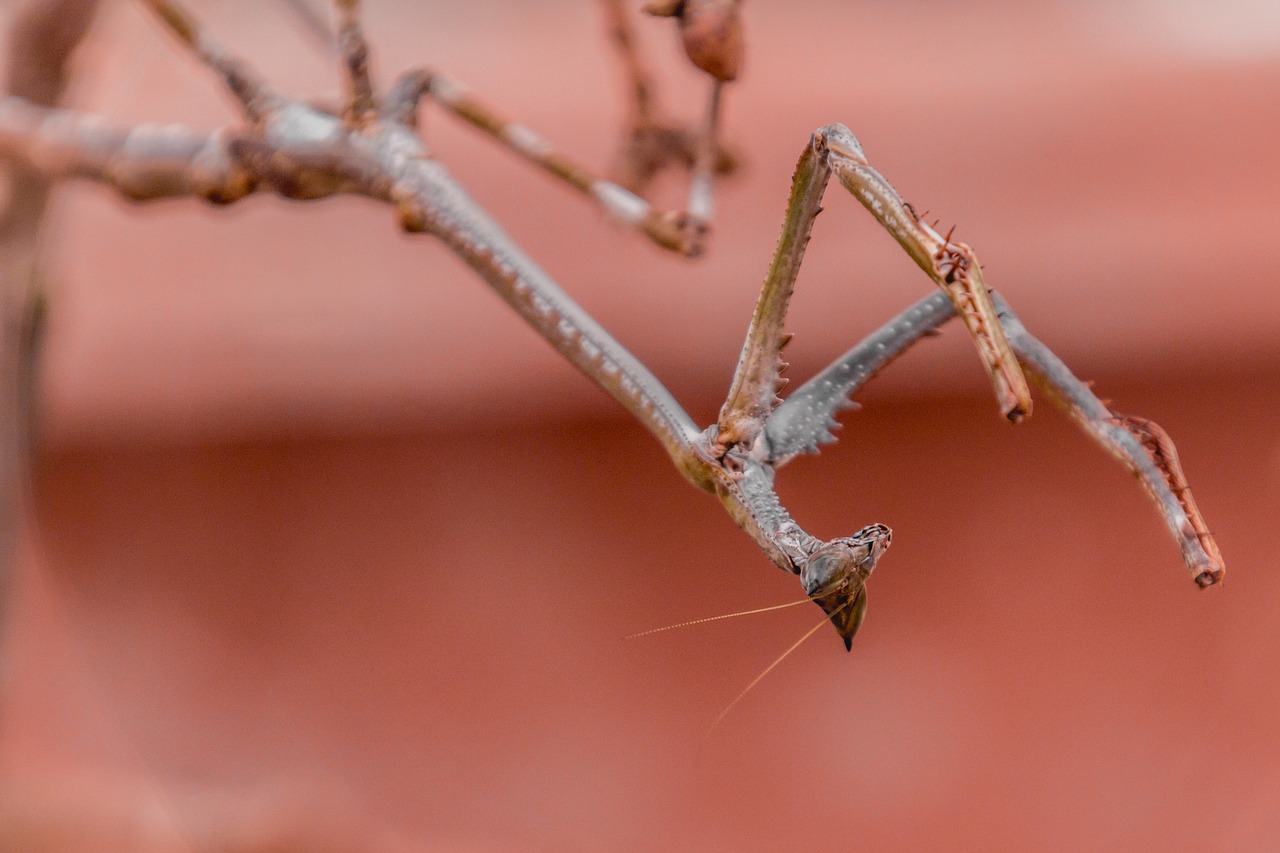 praying mantis branch animal free photo