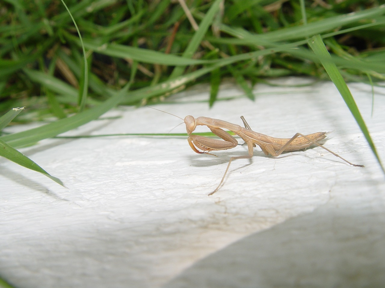 praying mantis mantis religiosa insecto free photo