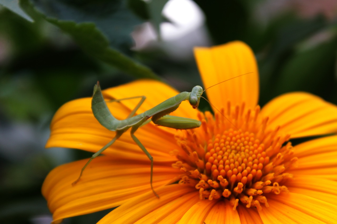 praying mantis insect animal free photo