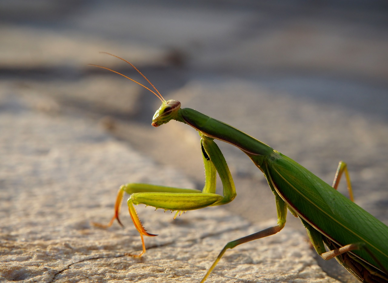 praying mantis insect garden free photo