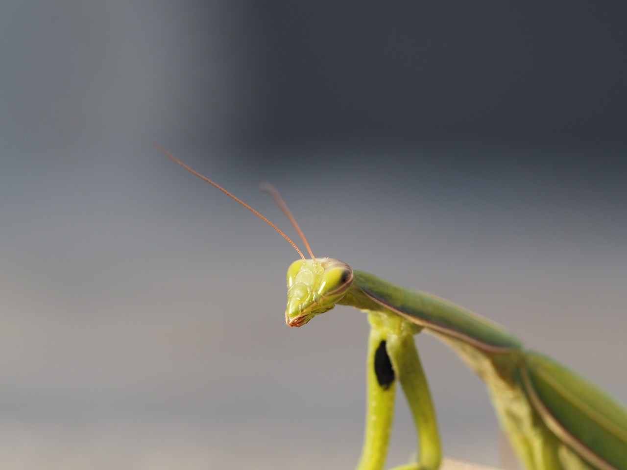 praying mantis insect green free photo