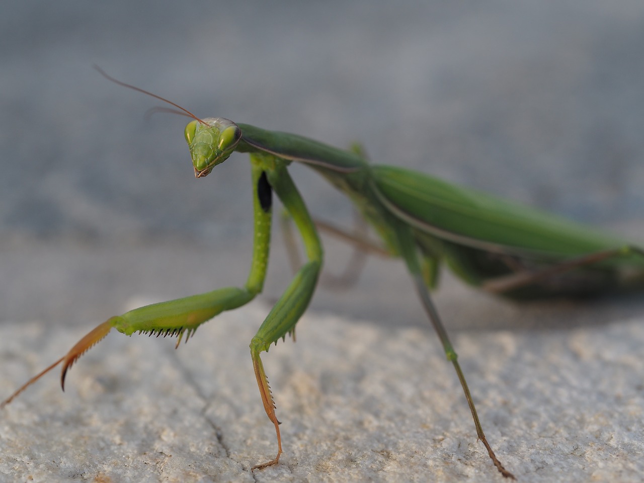 praying mantis green insect free photo