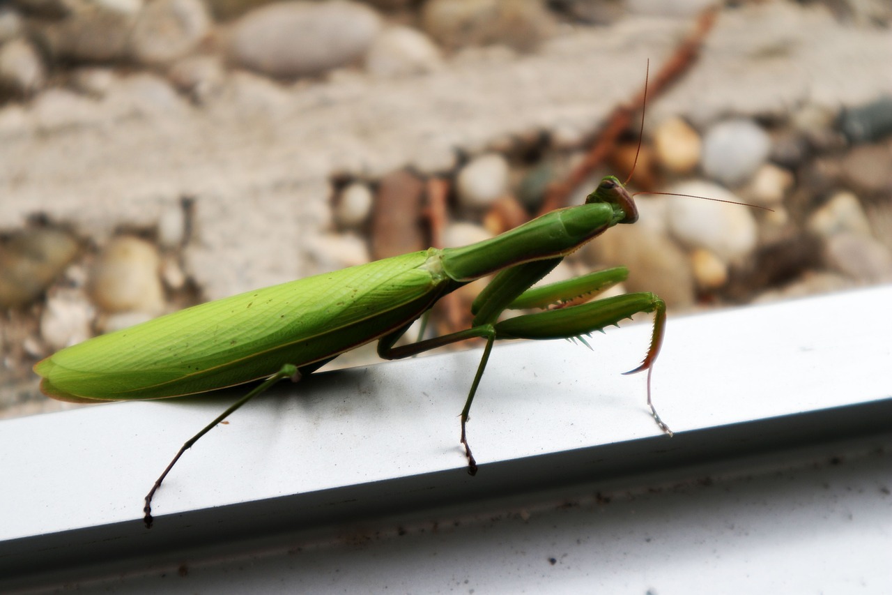 praying mantis insect nature free photo