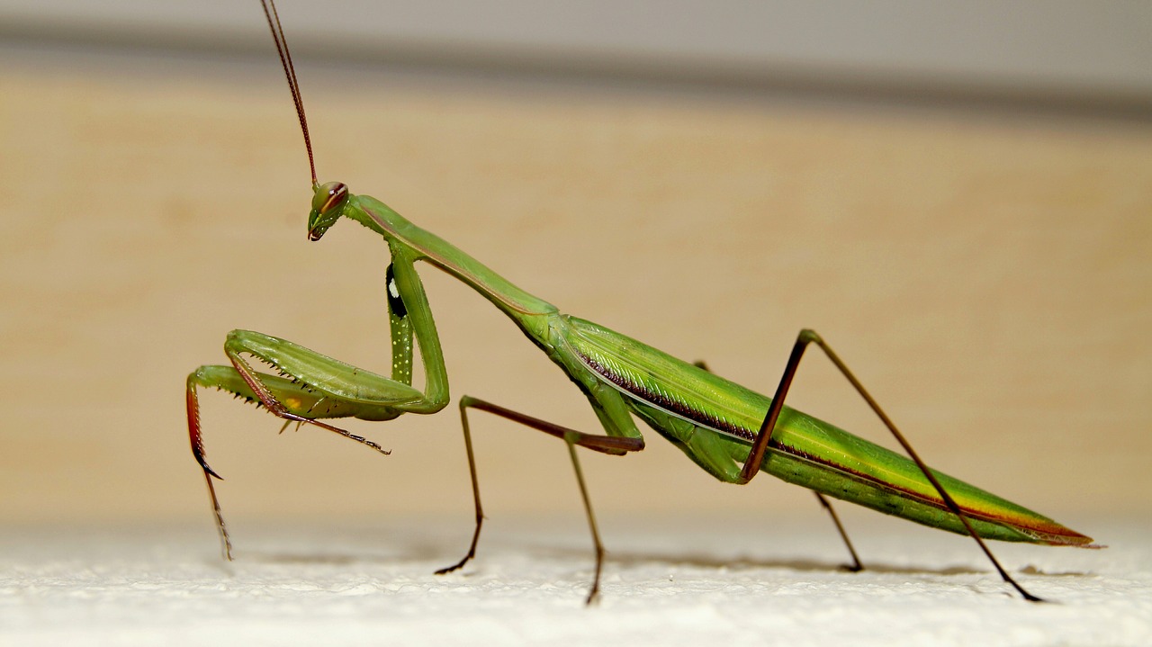 praying mantis insects beautiful free photo