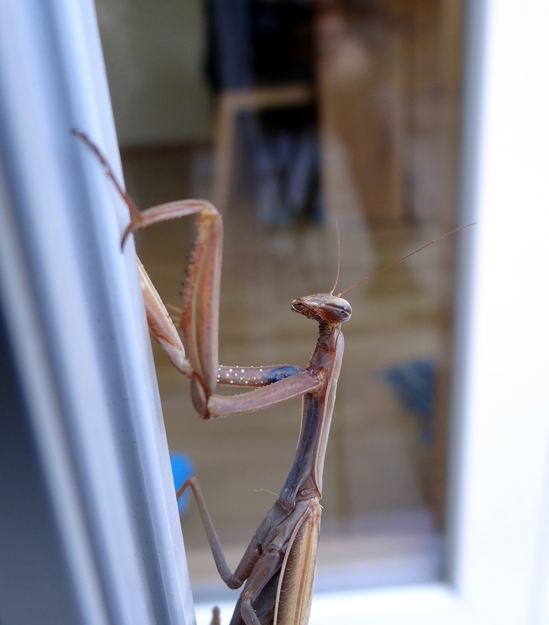 praying mantis insect scare free photo