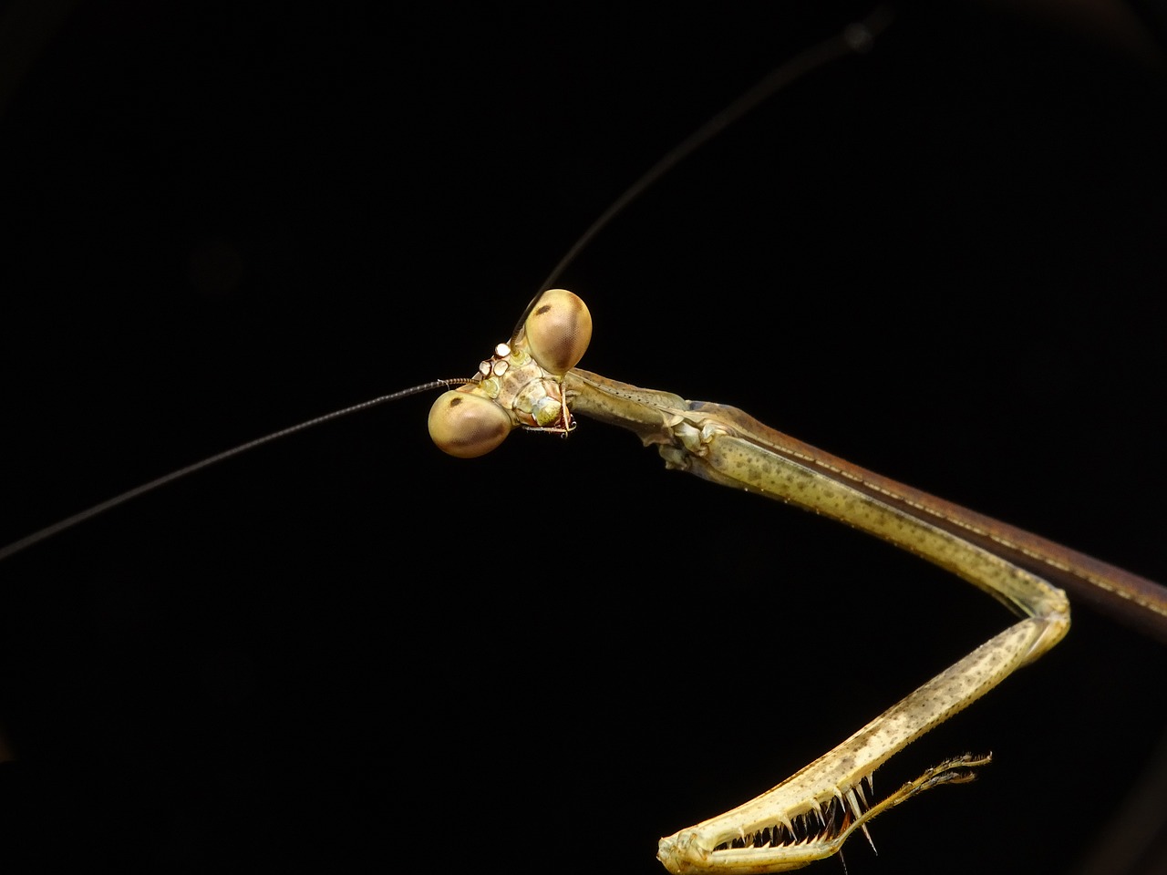 praying mantis stick insect free photo