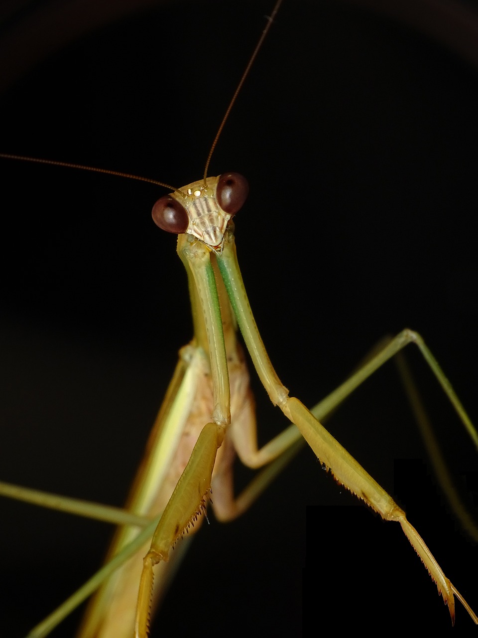 praying mantis insect grasshopper free photo