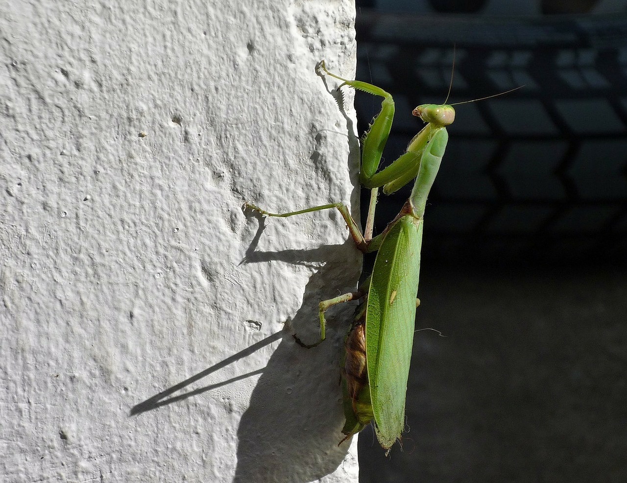 praying mantis wall noon free photo