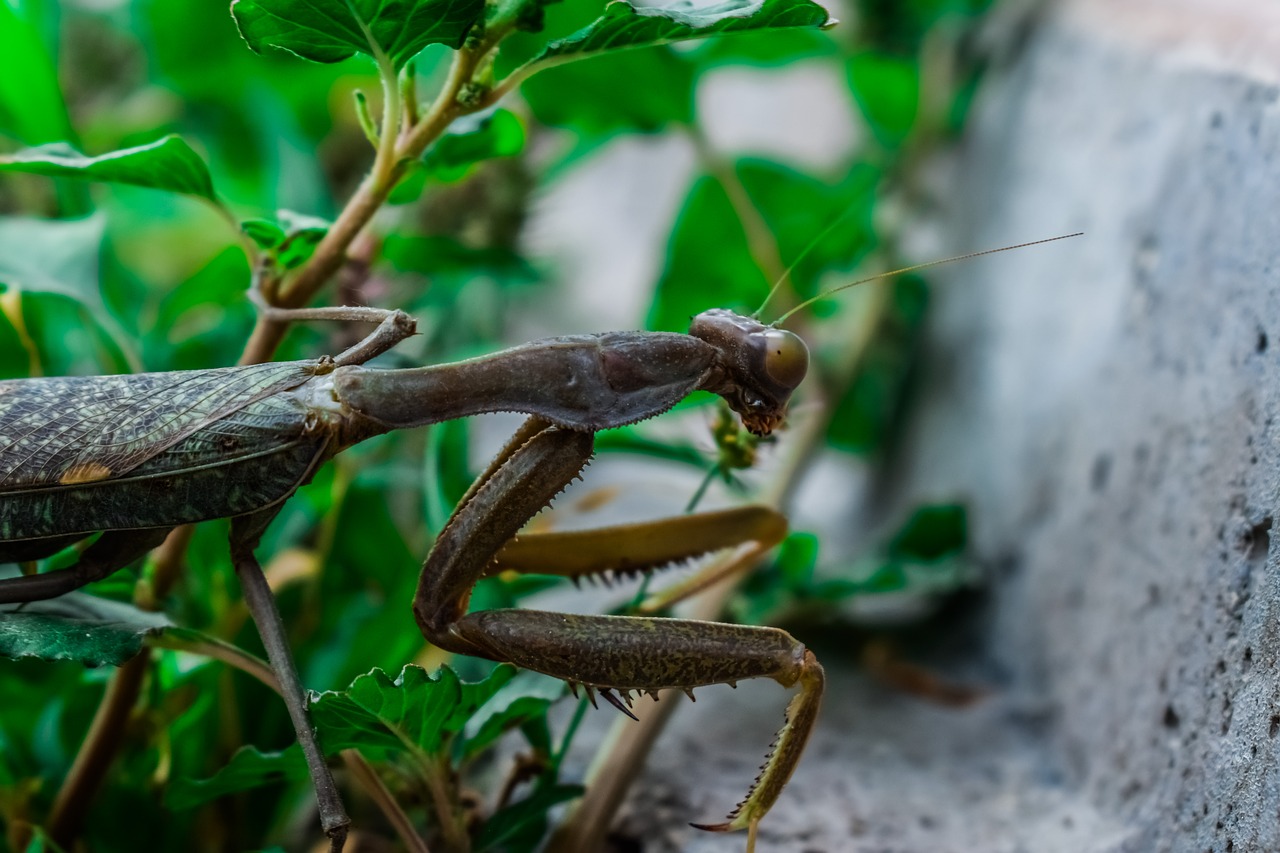 praying mantis  nature  insect free photo