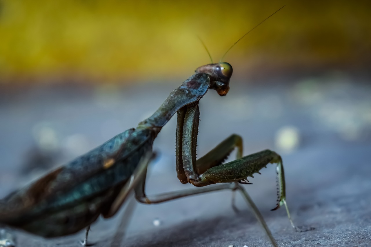 praying mantis  nature  insect free photo