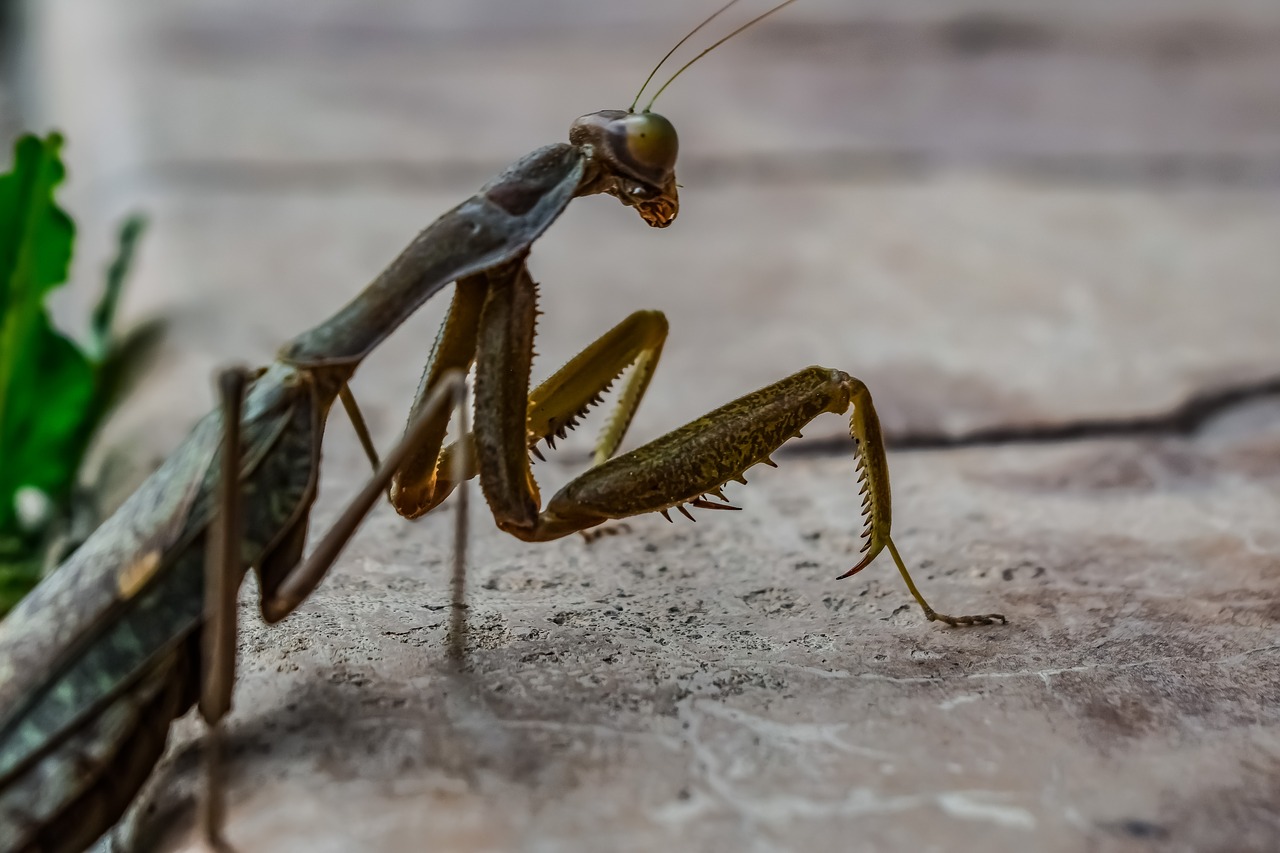 praying mantis  nature  insect free photo