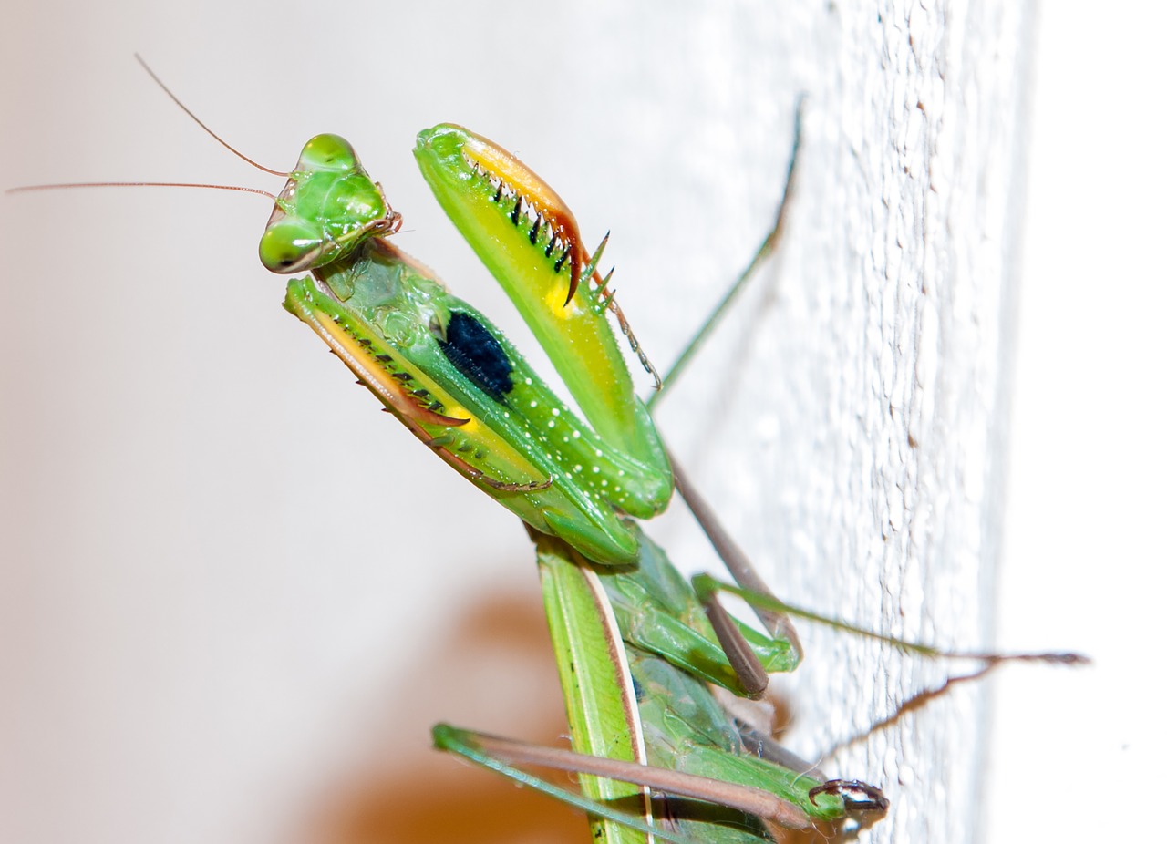 praying mantis  animals  insect free photo