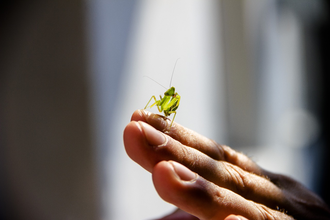 praying mantis  insect  nature free photo