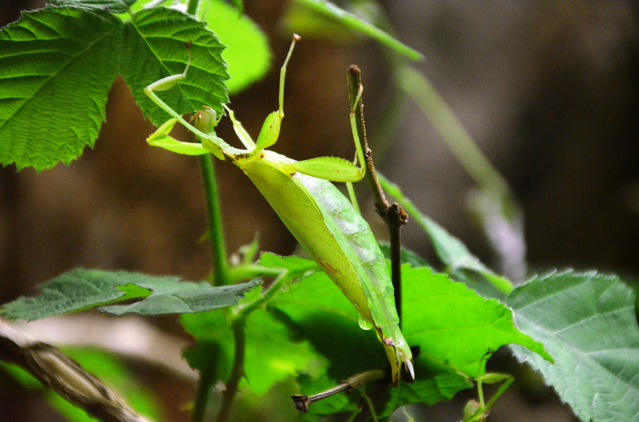 praying mantis animal leaf free photo