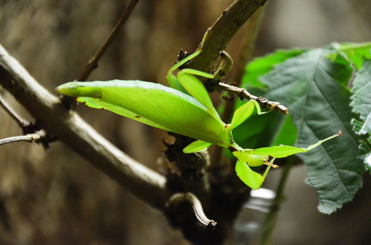 praying mantis animal leaf free photo