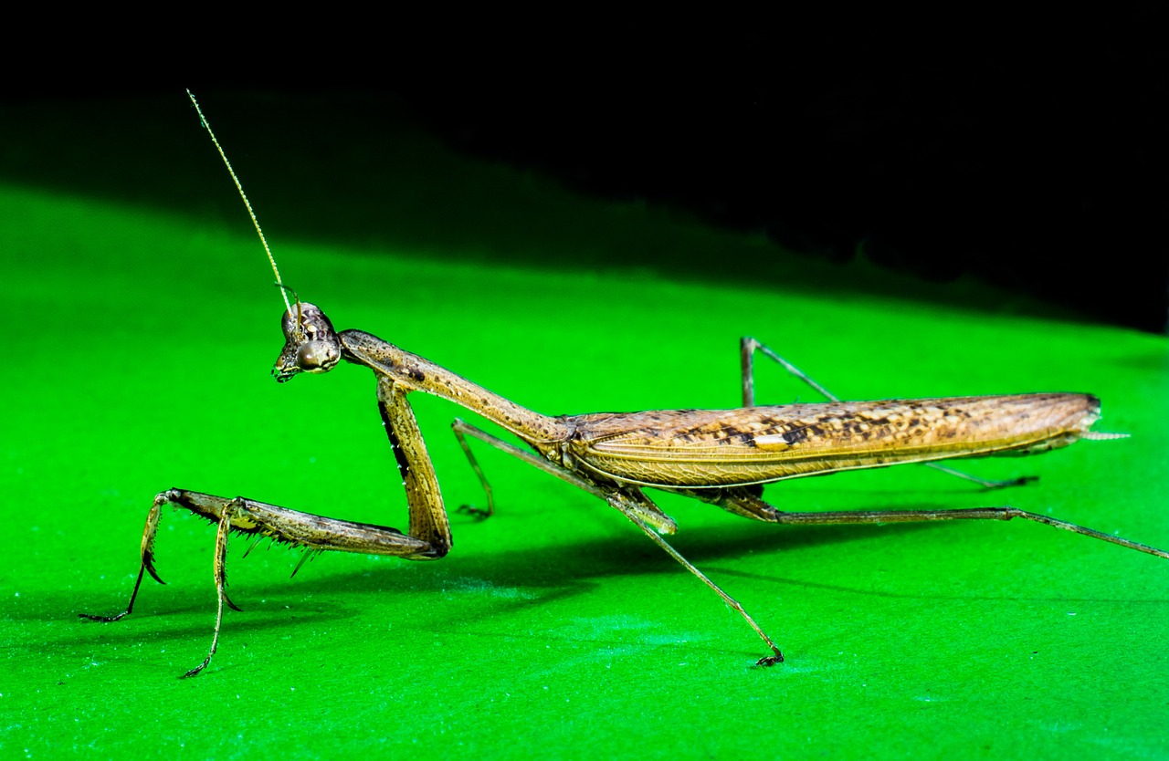 praying mantis fishing locust close free photo