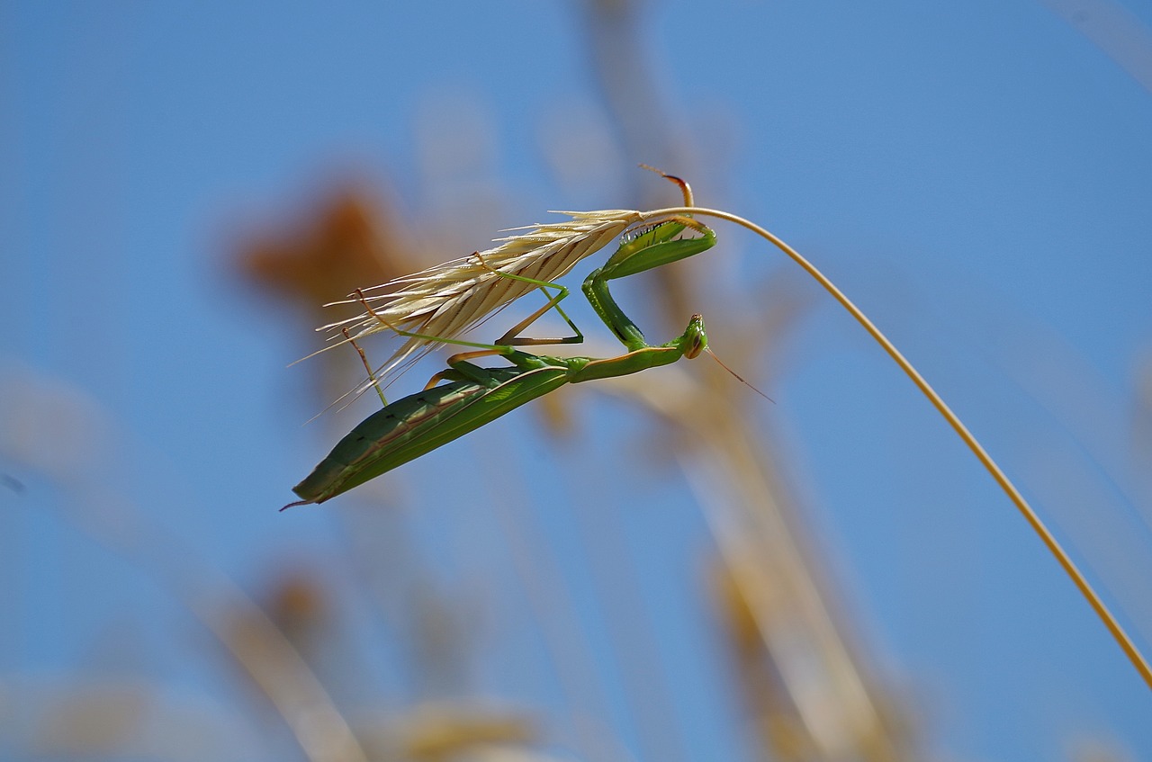 praying mantis  mantis  insect free photo