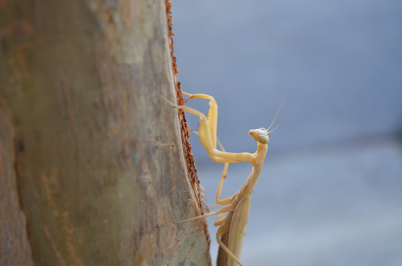 praying mantis  tree  nature free photo