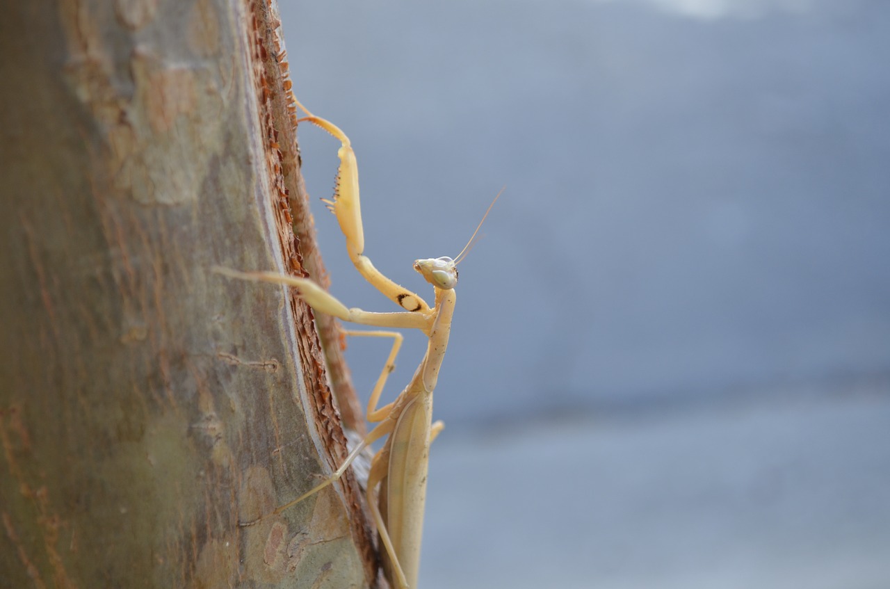 praying mantis  tree  nature free photo