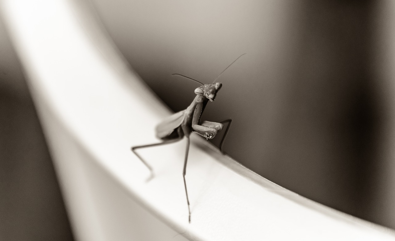 praying mantis  mantis  bug free photo