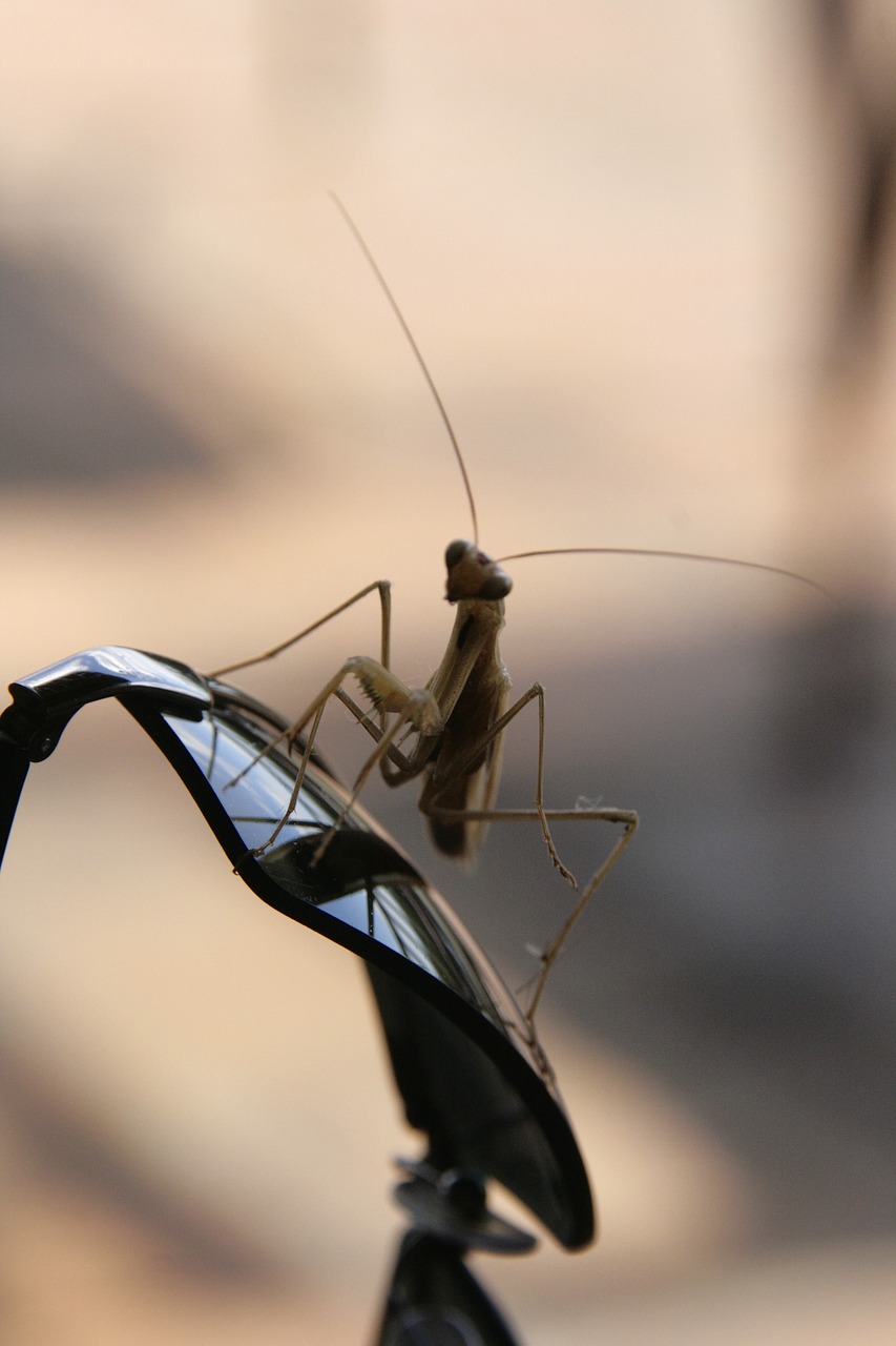 praying mantis  africa  glasses free photo