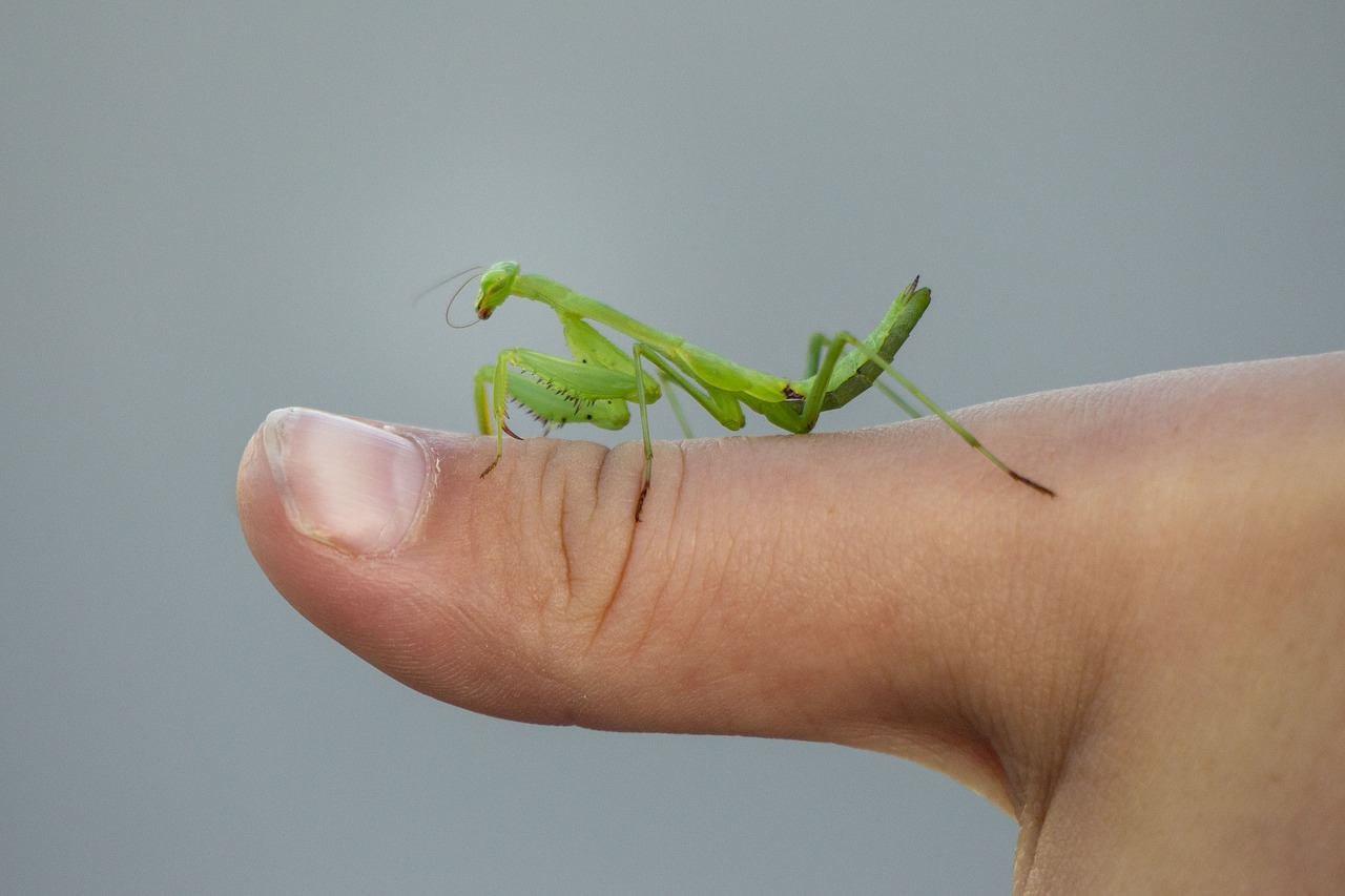 praying mantis  insect  green free photo