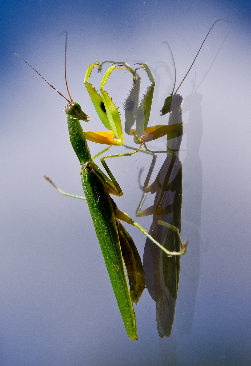 praying mantis mantid mantis free photo