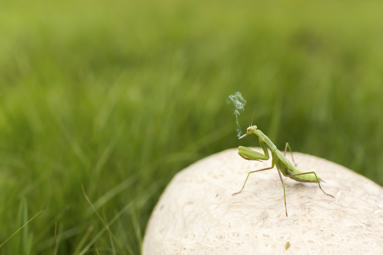 praying mantis insect green free photo