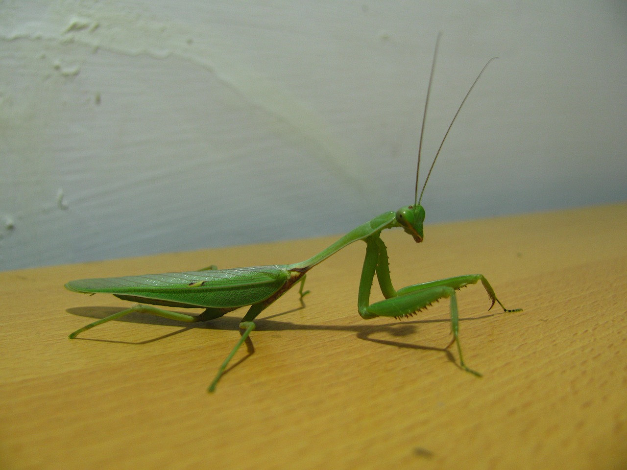 praying mantis insect mantis free photo