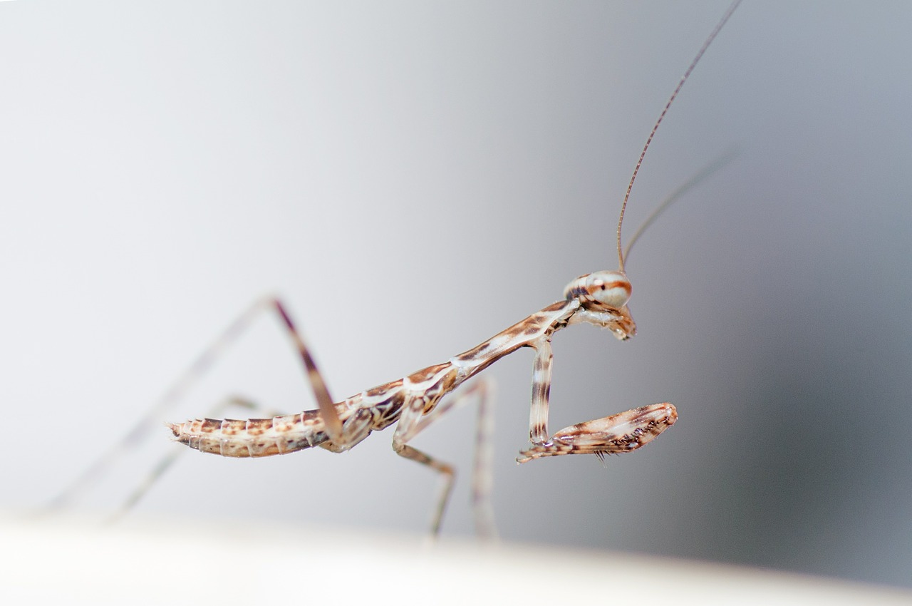 praying mantis insect wildlife free photo