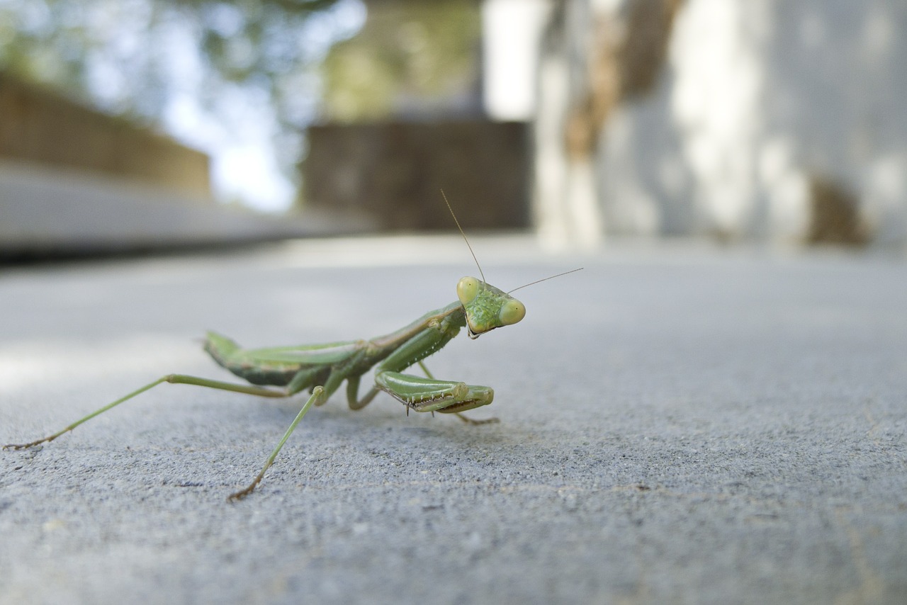 praying mantis insect animal free photo