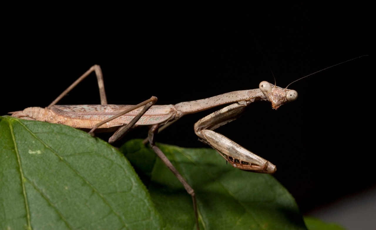 praying mantis close up green free photo