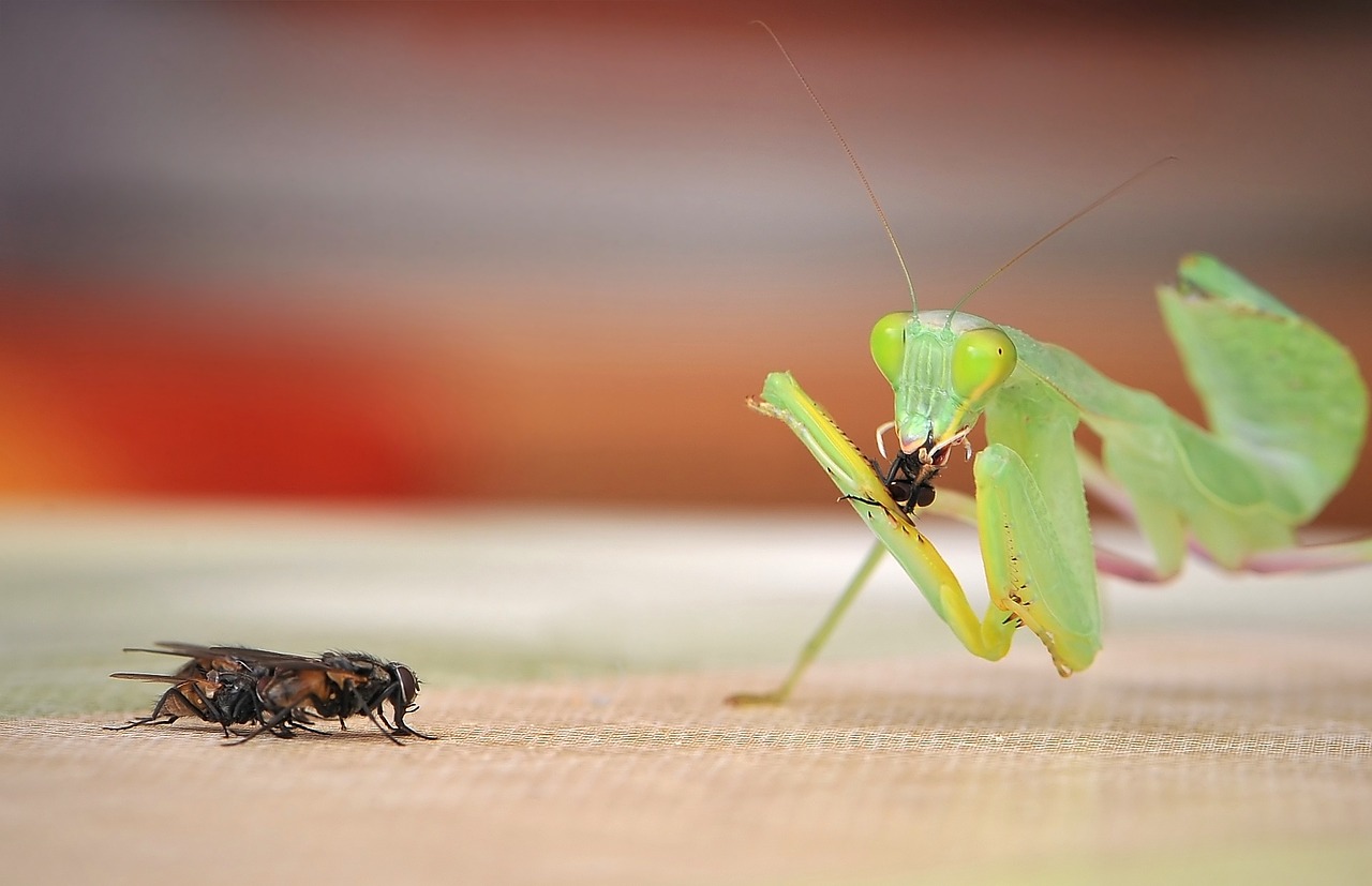 praying mantis sphodromantis lineola fishing locust free photo