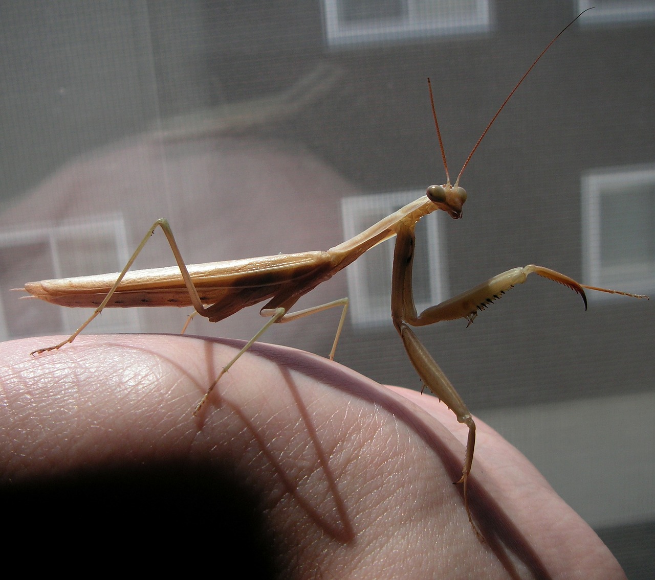 praying mantis hand holding free photo