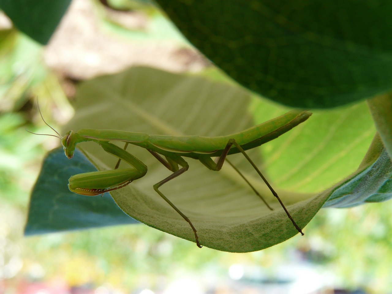 praying mantis green milkweed free photo