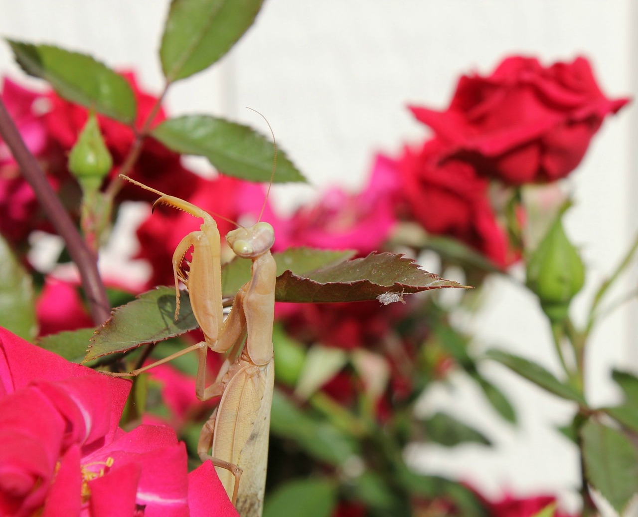 praying mantis macro garden free photo