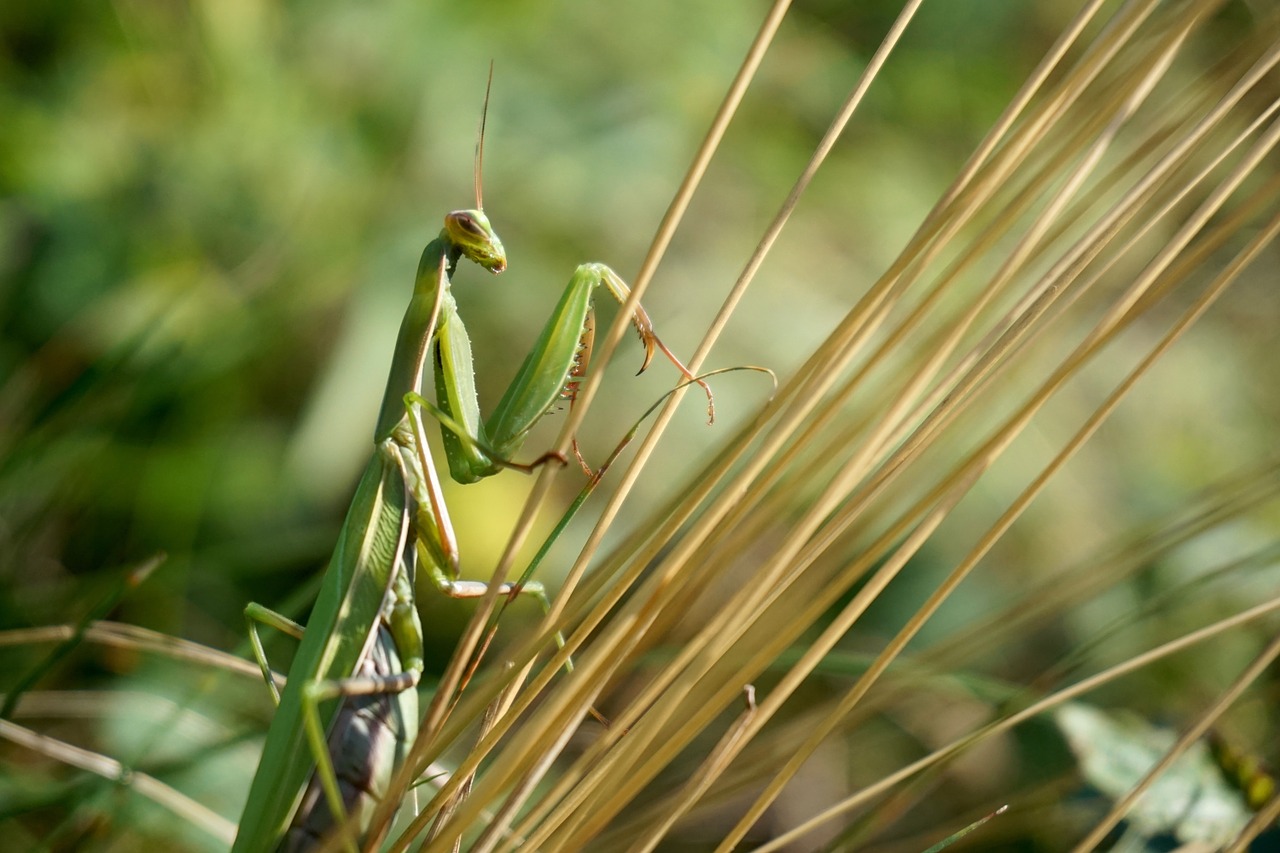 praying mantis insect green free photo