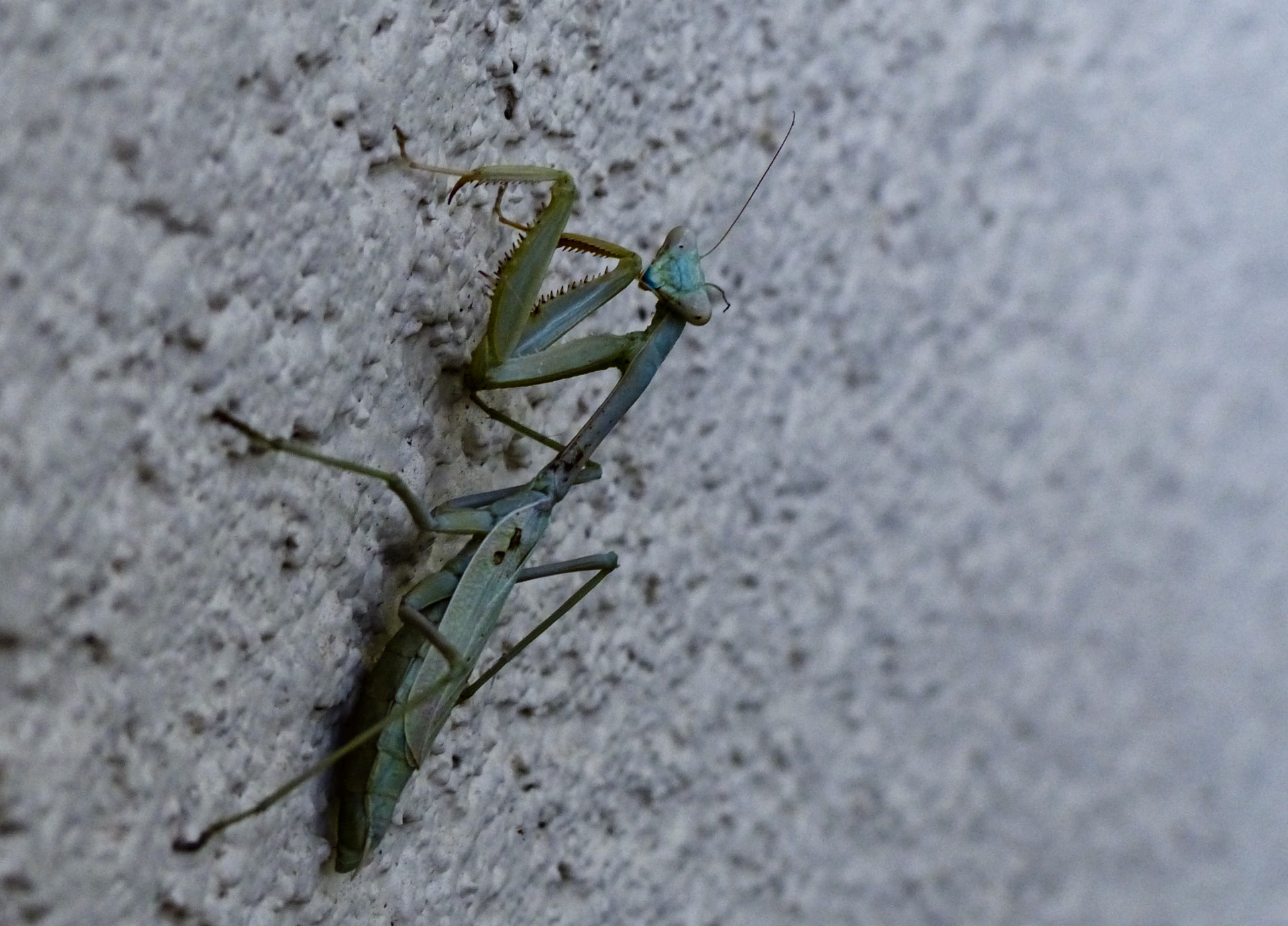 praying mantis bug insect free photo